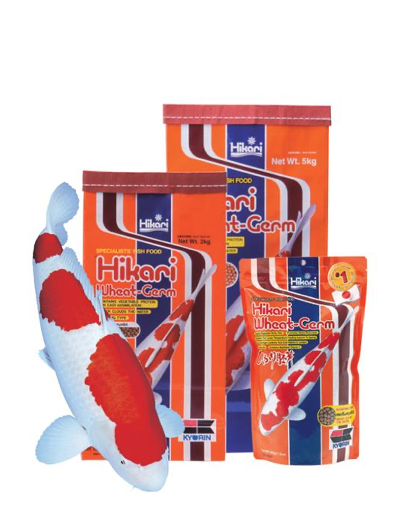 Hikari Koi Wheat Germ 10kg L