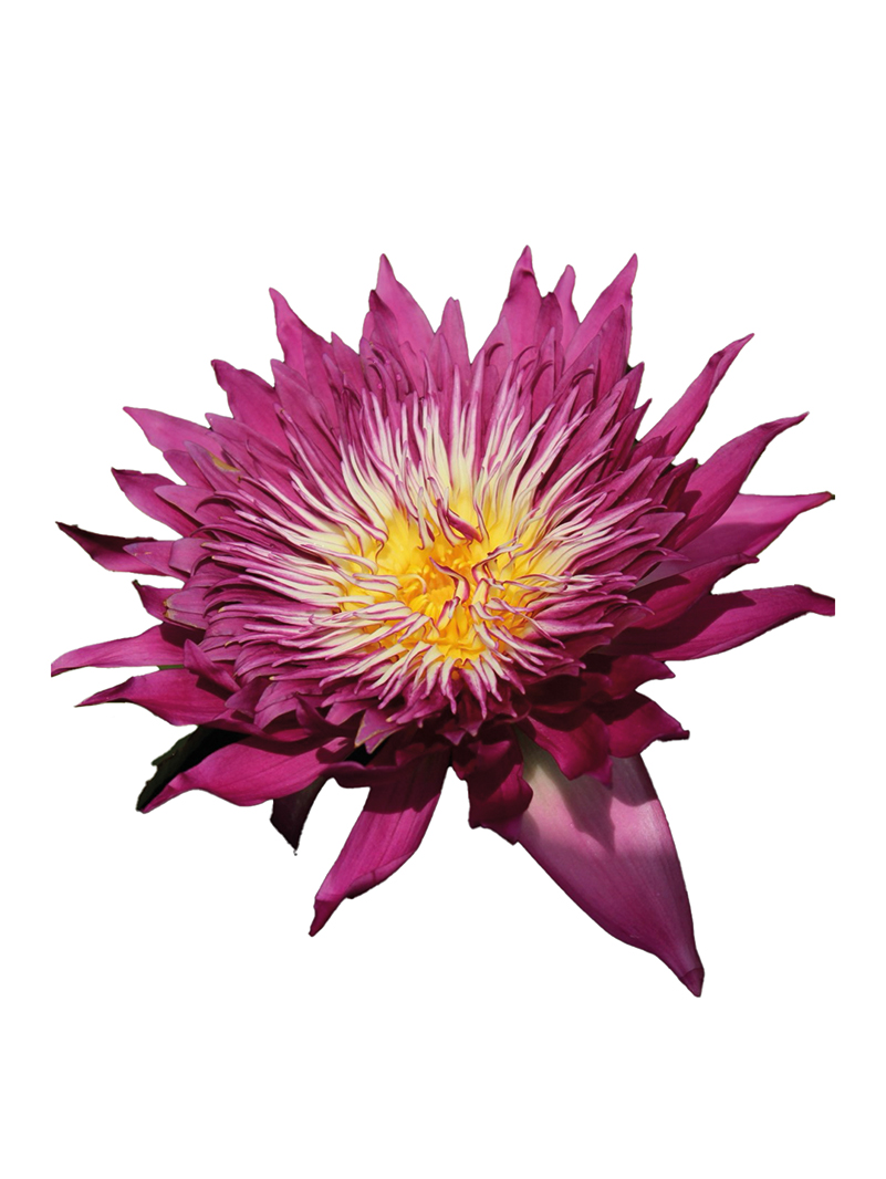 Nymphaea Tropic Punch