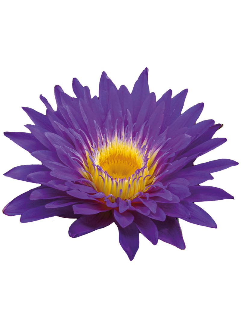 Nymphaea Ultraviolet