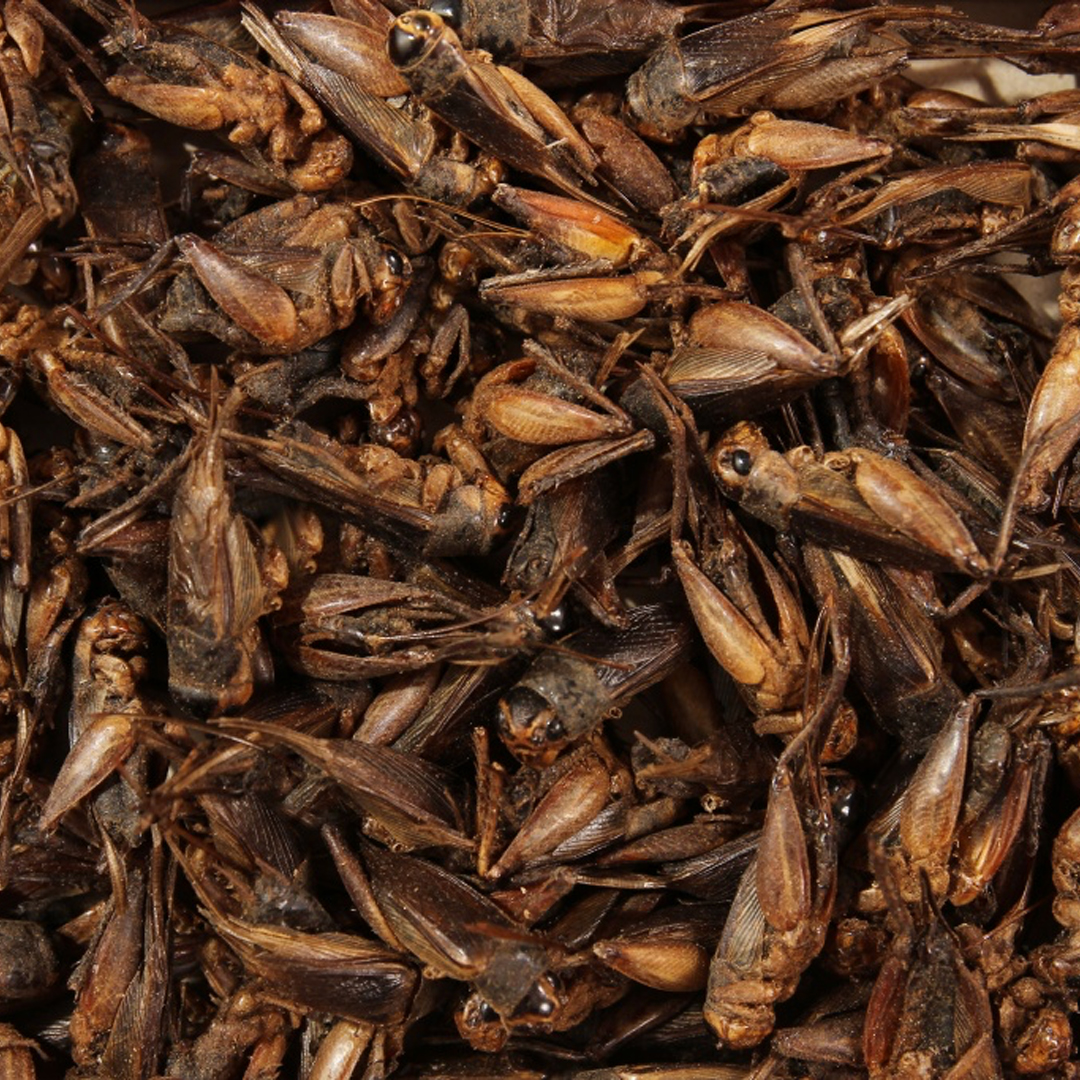 Suszone Świerszcze (rozważane) 1kg