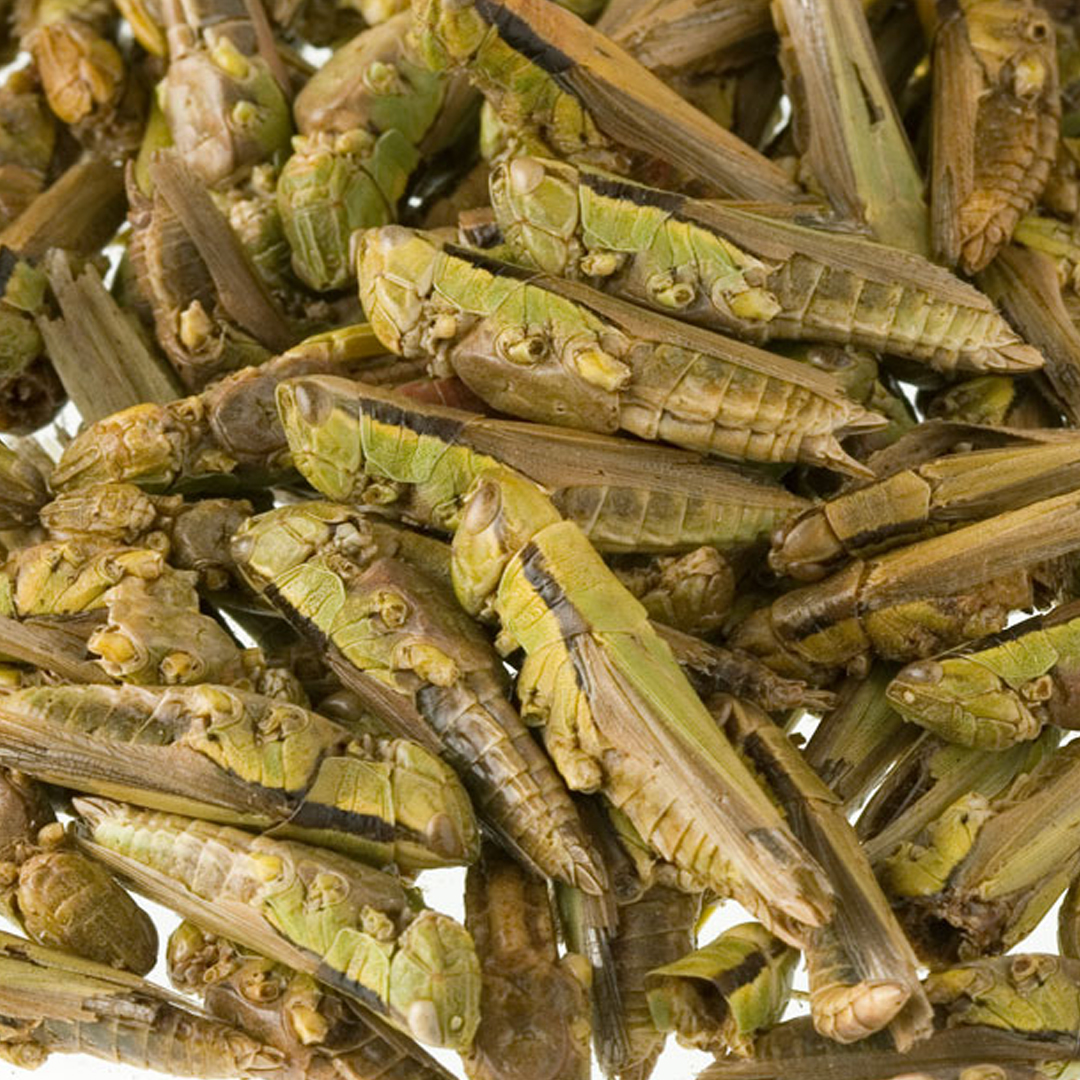 Suszony Konik Polny (rozważany) 1kg